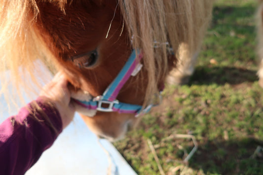 The Healing Power of Yoga and Animal Interaction