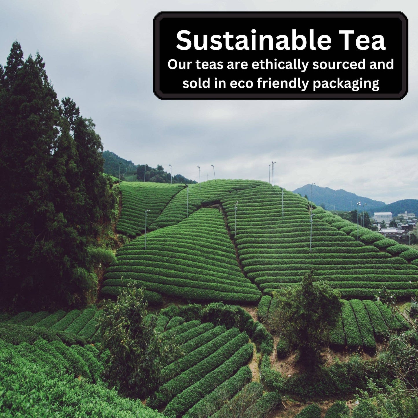 Spiced Apple Chai, 15 Pyramid Tea Bags - Eco Friendly
